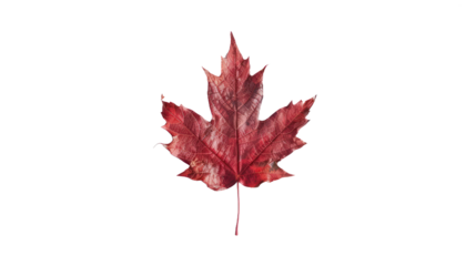 Maple leaf on a transparent background. Canada Day autumn concept.