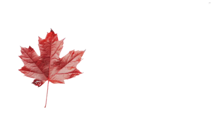 Maple leaf on a transparent background. Canada Day autumn concept.