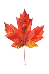 Fototapeta premium Maple leaf on a transparent background. Canada Day autumn concept.