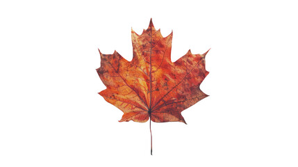 Naklejka premium Maple leaf on a transparent background. Canada Day autumn concept.