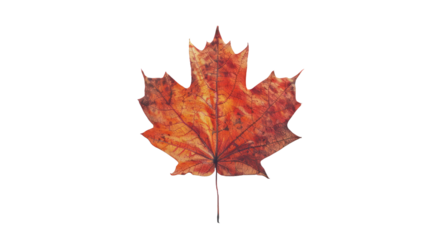 Maple leaf on a transparent background. Canada Day autumn concept.