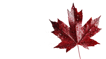 Maple leaf on a transparent background. Canada Day autumn concept.