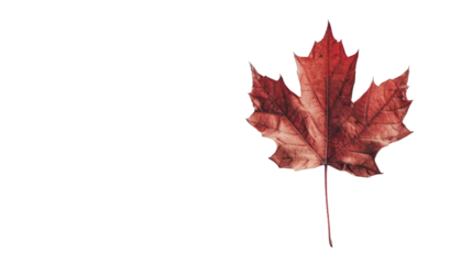 Maple leaf on a transparent background. Canada Day autumn concept.