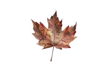 Maple leaf on a transparent background. Canada Day autumn concept.