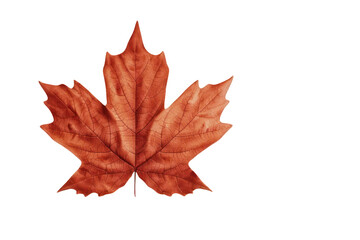 Fototapeta premium Maple leaf on a transparent background. Canada Day autumn concept.