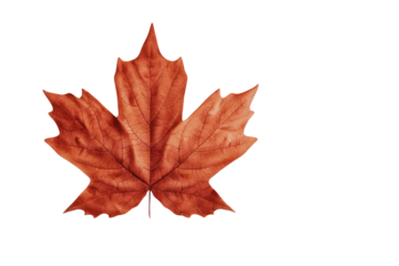 Maple leaf on a transparent background. Canada Day autumn concept.