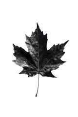 Naklejka premium Maple leaf on a transparent background. Canada Day autumn concept.
