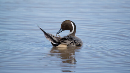 Northern Pintail, Slimbridge, England