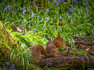 Endangered Red Squirrels on the Isle of Anglesey