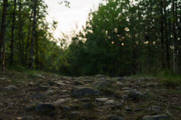 Summer pine forest on a warm day with lots of greenery and bilberries