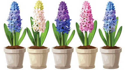 Hyacinth plants in pots on white background Vector style
