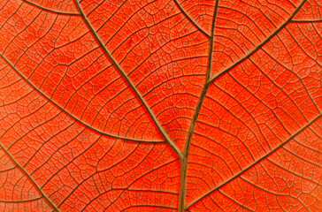 Obraz premium Dried leaf; fine details and very high-res for backgronds.