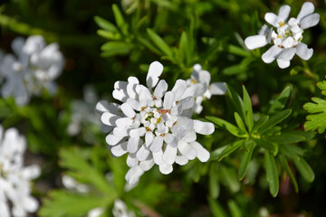 和名ではトキワナズナと呼ばれるイベリスの花