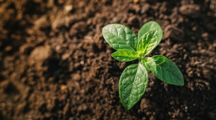 young sprout growing from earth dirt