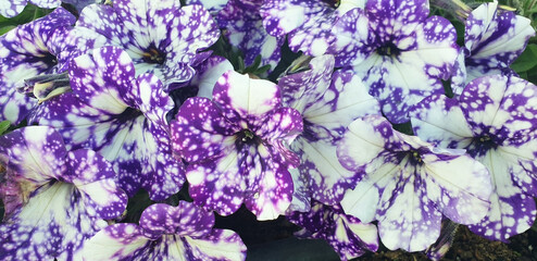 Panorama of white and violet petunia flowers.