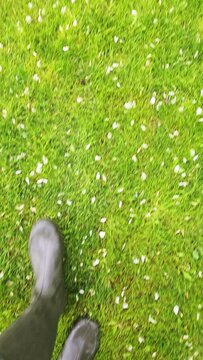 green rubber boots walking on wet green grass with apple tree flower petals at day time, gonzo view from above.