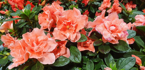 Bush of pink rhododendron flowers. Panorama.