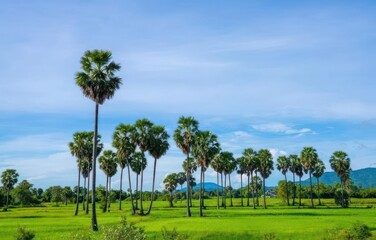 Fototapeta premium Palm tree at the Country side