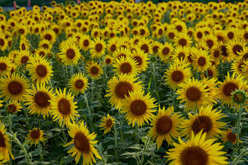 Fototapeta premium Summer sunflowers in Japan, bright yellow