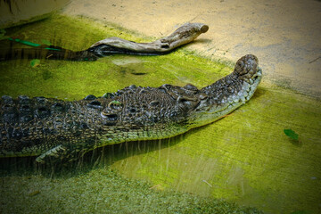 crocodile in the water