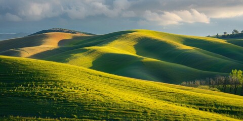 Undulating, rolling green wheat fields