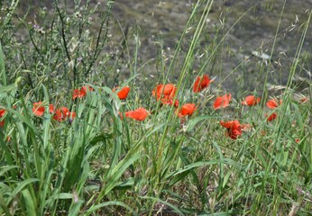 red poppy flowers