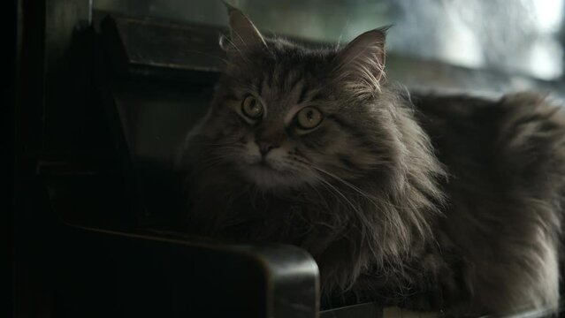 Cinematic, Portrait big sweet cute adorable grey domestic cat looking, home pet. Close up. Pet at home concept. Portrait  kitty beautiful on piano, vintage stile 4K