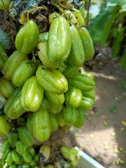 Averrhoa bilimbi is a fruit-bearing tree of the genus Averrhoa, family Oxalidaceae. 