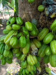 Averrhoa bilimbi is a fruit-bearing tree of the genus Averrhoa, family Oxalidaceae. 