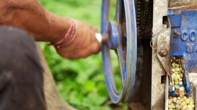 Farmer operating traditional manual coffee pulper to remove skin from beans, artisanal production in rural setting