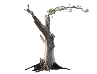 tree isolated on white background