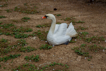 A graceful white swan sits on the grass. The bird folds its wings. Grass grew through the arid ground.