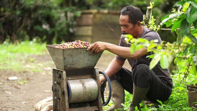 Southeast asian coffee farmer depulping arabica cherries with manual pulper on farm, rural agriculture machinery and equipment in asia