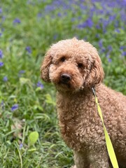 poodle puppy sitting on grass