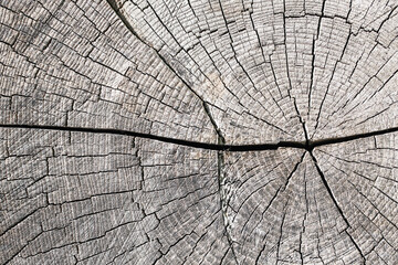 Tree cross section. Annual growth rings. Cracked wood background. Old weathered wooden texture. Gray wood scratches. Dry tree section pattern.