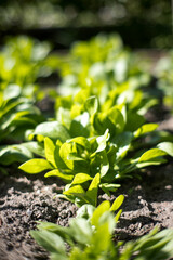 Liście rosnącego szpinaku.