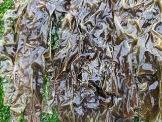 Seaweed on the British coast