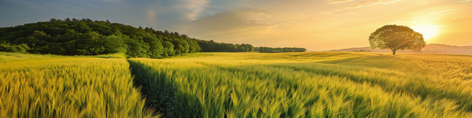 Photo of an agricultural field