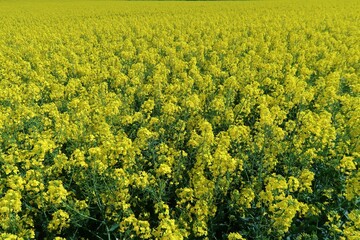 Agriculture en Champagne Ardenne, culture du colza (brassica napus), avec une multitude de fleurs jaunes dans un champ au printemps (France)