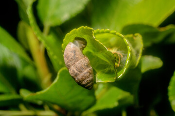 Small snail close-up, insects of Ukraine, details, nature, summer, spring