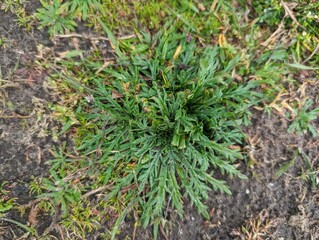 Leaves of Buck's-horn Plantain (Plantago coronopus)