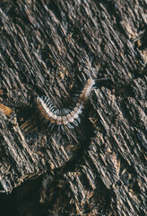 Centipede on a tree close-up, insects of Ukraine, details, nature, summer, spring