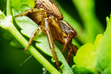 Wolf spider close-up, insects of Ukraine, details, nature, summer, spring