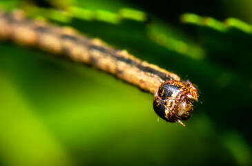Caterpillar close-up, insects of Ukraine, details, nature, summer, spring