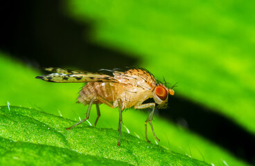 Beautiful fly on a green leaf close-up, insects of Ukraine, details, nature, summer, spring