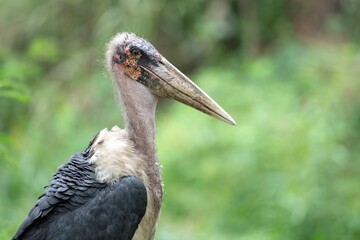 close up headshot of a Marabou stork in the Africa wilderness
