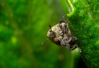 Weevil beetle close-up, insects of Ukraine, details, nature, summer, spring