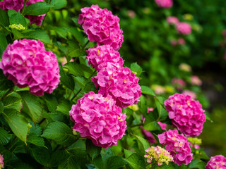 満開の真っ赤なアジサイ