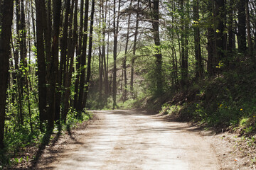 Forest road background. Sandy footpath. Sunlight trail. Rural summer walk.