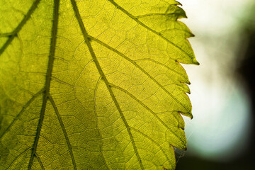 Green leaf texture, rays, light, lighting, details, close-up, macro, nature of Ukraine, bokeh, mood, beauty, spring, summer, cute